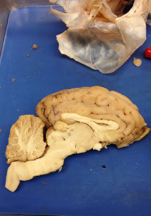 A sheep brain lies on the lab table. Leeke got to study neuroscience with the use of real organs.