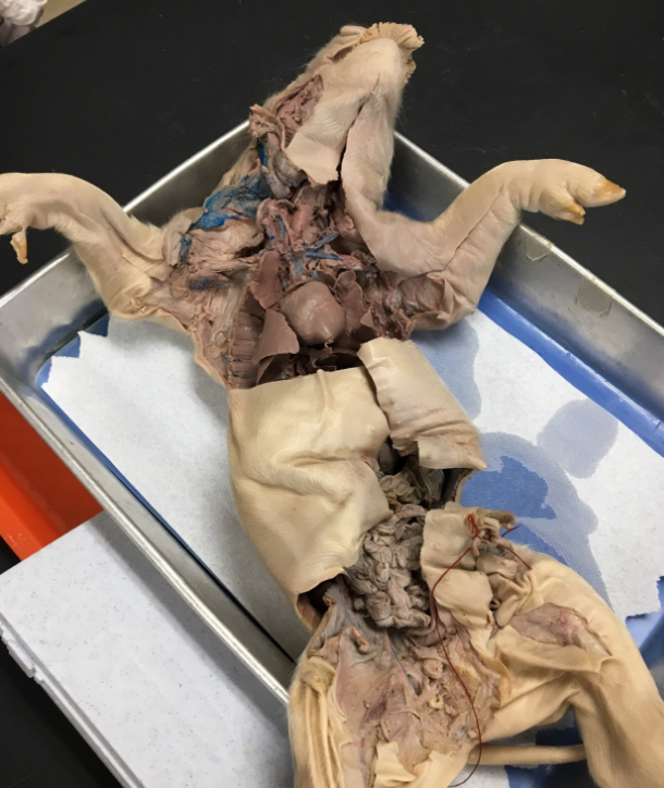 Dissection of pig